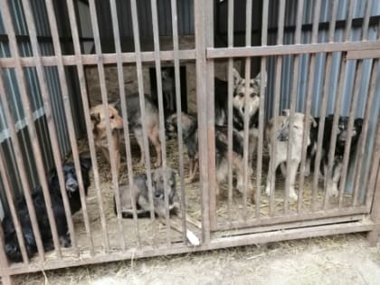 «Будет социальный взрыв»: власти Сызрани заявили о новом месте для приюта собак