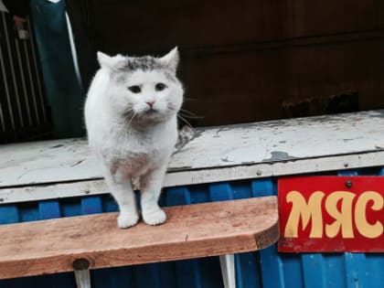 Кот случайно уволил с работы собственную хозяйку