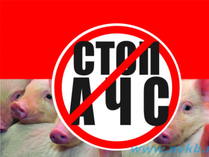 Памятка Африканская чума свиней