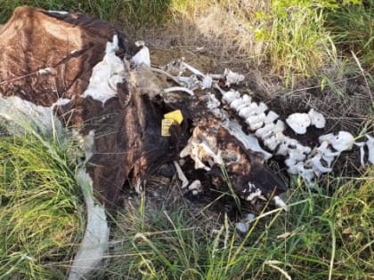 Если так дело пойдет дальше, то сызранцы будут жить в противогазах: смотрим видео
