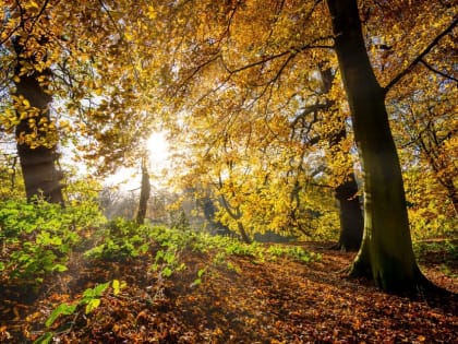 В Самарской области начало недели ожидается без дождей