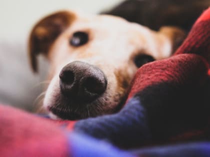 Могут ли собаки простудиться: ветеринар предупредил об опасности в холодное время года