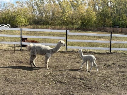 Основатели тольяттинского пикник-парка планируют построить глэмпинг с господдержкой