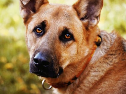 Власти Волжского района заплатят 2 млн.рублей за смерть женщины в результате нападения стаи бродячих собак