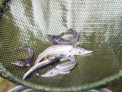 В Волжском институте экологии идею «отпустить» стерлядь из Красной книги региона считают преждевременной