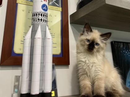Космонавт Михаил Корниенко завел космокота