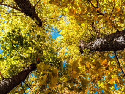 Бабьему лету в Самарской области отведена ещё неделя: прогноз погоды на 25-30 сентября