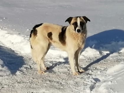 Строительство собачьего приюта в Сызрани оказалось невозможным