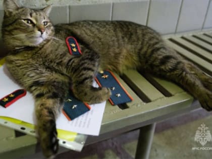 Коту Толику из МЧС вручили погоны прапорщика внутренней службы