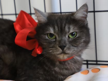 «Соединяем хвостики и добрые сердечки»: в Самаре пройдет выставка животных