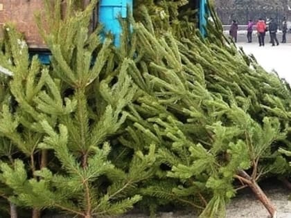 Стали известны адреса елочных базаров в Тольятти