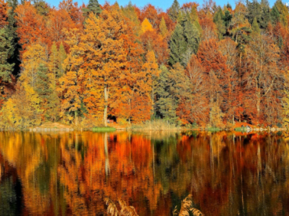 Когда листья желтеют: чем опасна для людей именно бархатная осень