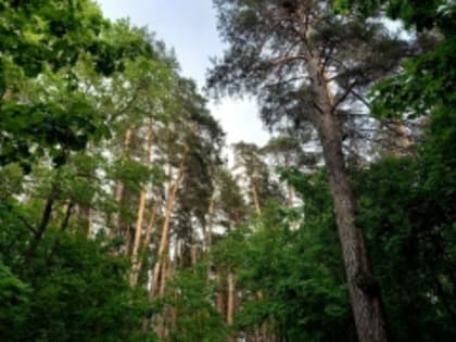 Мониторинг качества атмосферного воздуха