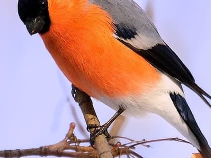В Самарской области синоптики прогнозируют перепады температур от -7 до -16 °C в феврале