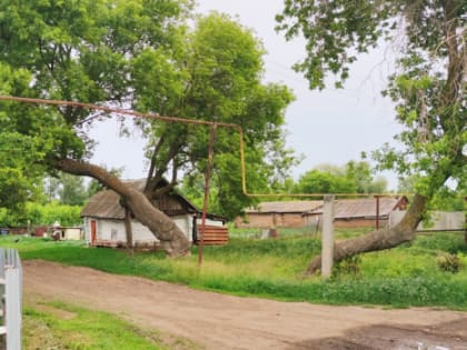 В 180 км от Самары найден очаг вызывающей опухоли и паралич инфекции