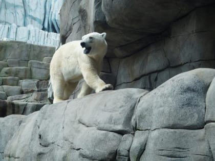 Бой на равных: в Сибири наблюдают за состязаниями белого медвежонка и манула