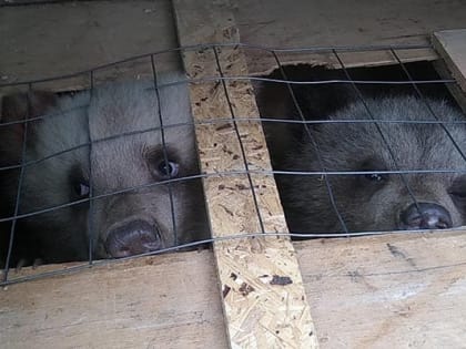 Самарские таможенники предот­вратили контра­банду в Узбекистан четырех двухме­сячных медвежат