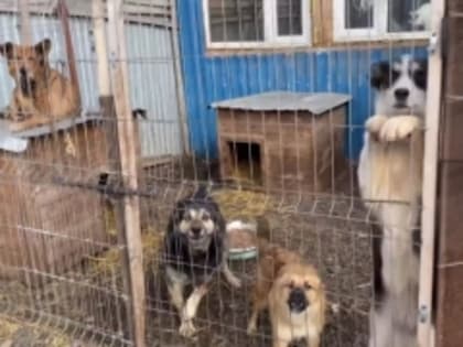 Некоммерческим организациям в сфере защиты животных предоставят субсидии из городского бюджета