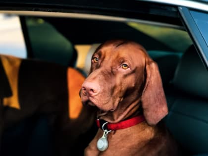 72% тольяттинцев поддержали создание зоополиции. Законопроект внесут в Госдуму