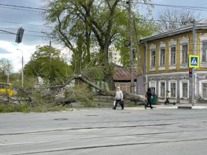 В центре Самары дерево упало на пешеходный переход и обесточило светофор