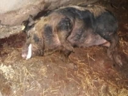 Африканская чума свиней