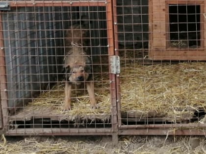 За 365 дней 290 укусов: Сызрань запросила у правительства право разобраться с собаками