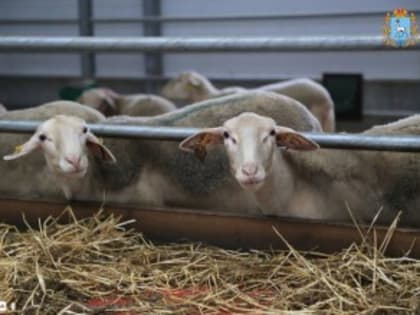 Главная продукция фермы в селе Малая Каменка Красноярского района – овечье молоко