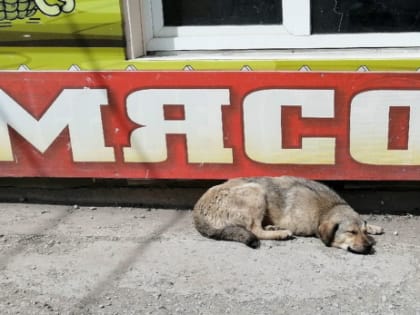 За эти деньги все побегут ловить: власти Сызрани платят по 10 тысяч рублей за голову собаки