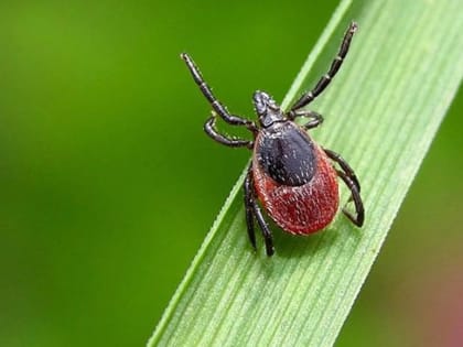 Как защитить себя и близких?