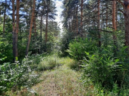 Губернатор Самарской области дал поручения в связи с аномальной жарой