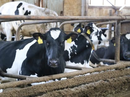 Маркирование и учет  животных