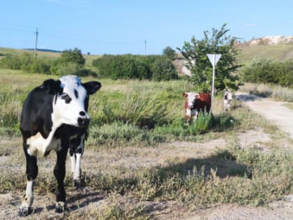 В 110 километрах от Самары обнаружена смертельная болезнь