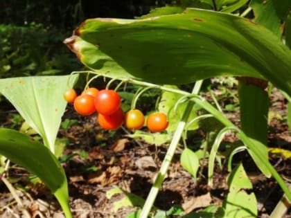 Коктейль ядов: горожан предупредили о красивых и смертельно опасных ягодах