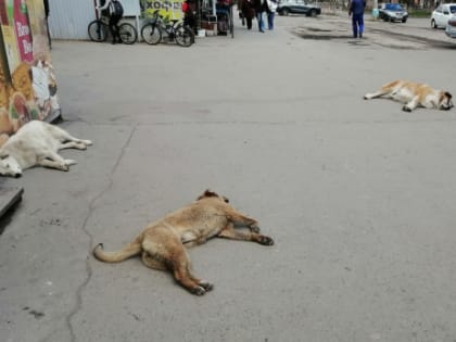 Псам здесь не место: в Сызрани установили зоны, свободные от собак