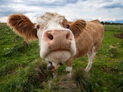 Правила по профилактике и борьбе с лейкозом крупного рогатого скота