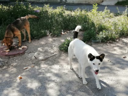 Почему собачий приют не решит проблемы с нападениями на жителей Сызрани