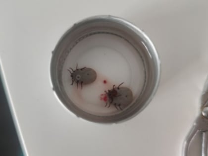 Смертоносные клещевые инфекции обнаружены в Самарской области