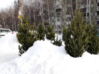 В Сызрани открылись елочные базары: узнали цены на елки в этом году