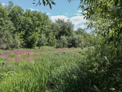 Два жителя Тольятти заболели клещевым боррелиозом