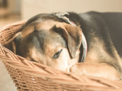 Ветеринары бьют тревогу: в Сызрани массово умирают домашние собаки