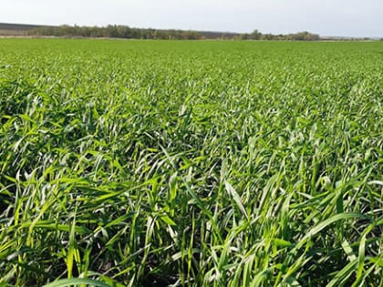 Рекордный урожай