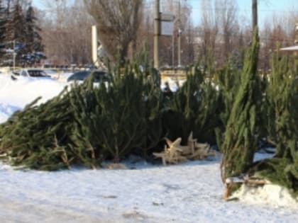 Елочные базары Тольятти начнут свою работу с 10 декабря