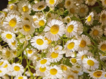 Поздравление председателя Думы г.о. Тольятти с Днём семьи, любви и верности