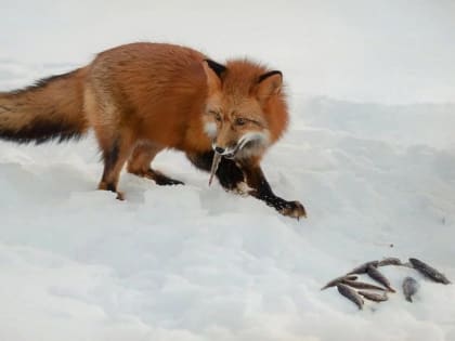 Лисья шубка идет только лисе