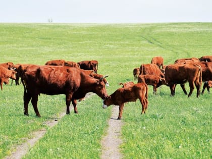 Животноводческие хозяйства прибавили поголовье и увеличили производство молока