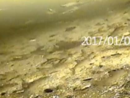 Под льдом Усы сняли уникальное видео зимнего подводного мира