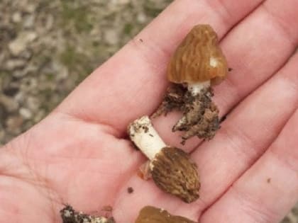 Первые грибы - первые отравления: в Самарской области открыли сезон тихой охоты