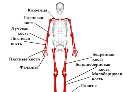 Самарский диетолог рассказала о питании для здоровья костей