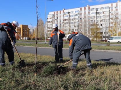 В Тольятти появится новая липовая аллея