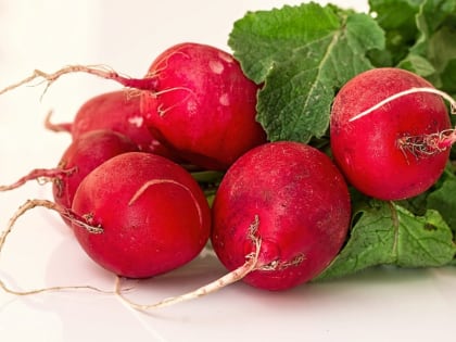 Сызранцам рассказали о пользе окрошки